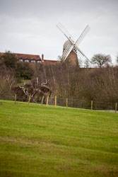 Oxford_Canal_[South]_Napton_Windmill-909.jpg